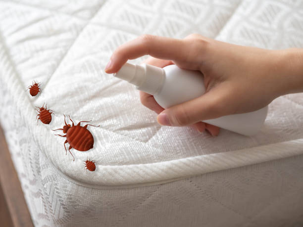 Best Termite Control Services  in Pleasant Hill, IA